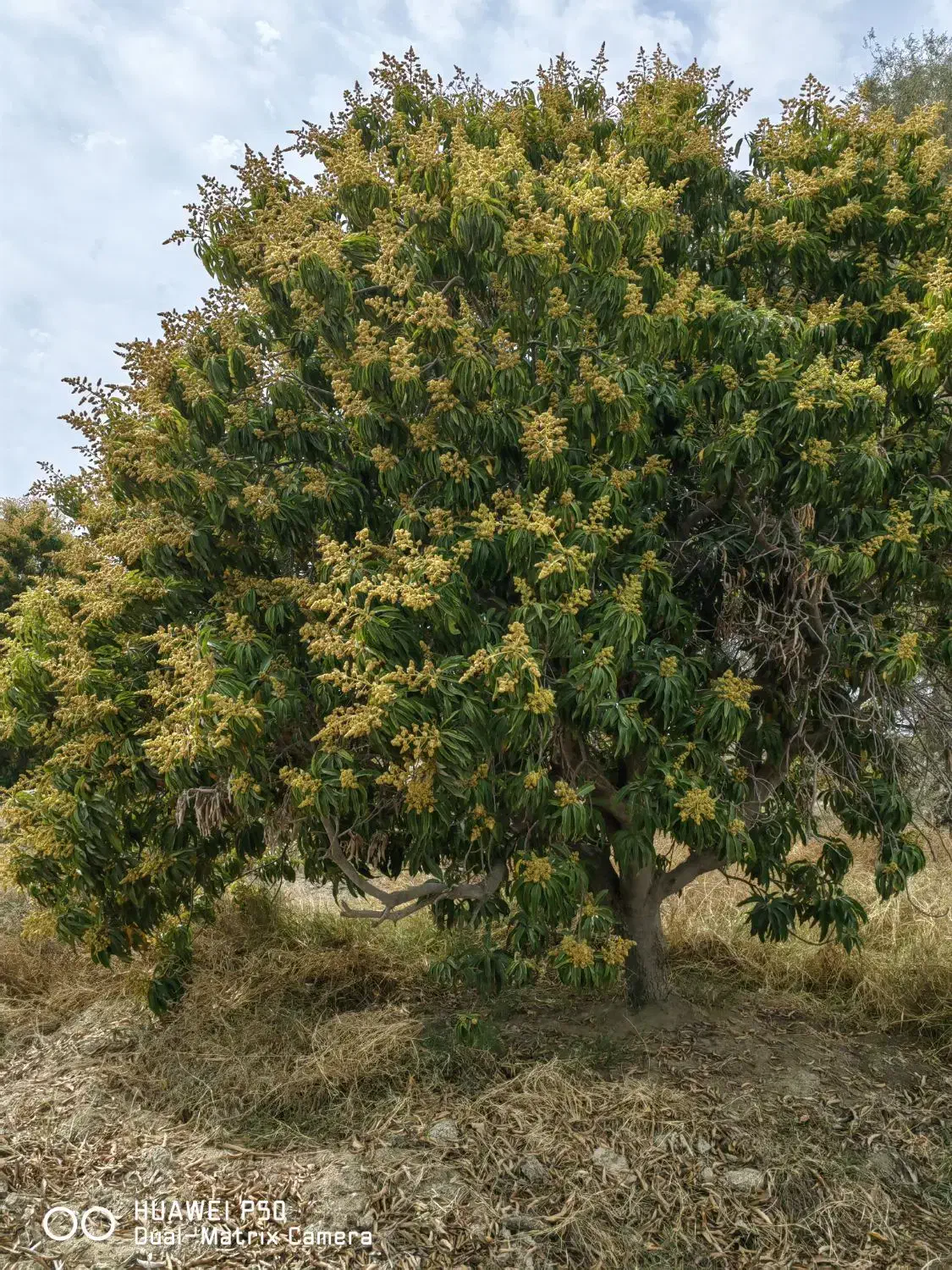 باغ ۲۰ هکتاری سندتکبرگ پروانه چاه ششدانگ|فروش دفتر صنعتی، کشاورزی، تجاری|میناب, |دیوار