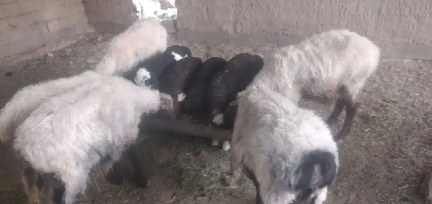 میش بره دار چهار تا نر یکی ماده بره ها بزرگ|حیوانات مزرعه|آشخانه, |دیوار