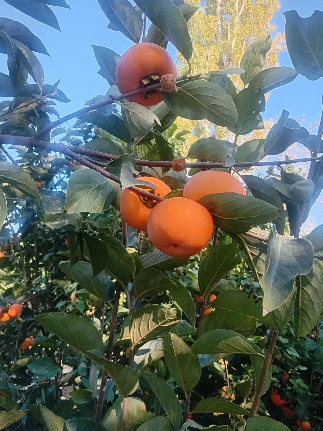 نهال خرمالو...انجیرانار|خدمات باغبانی و درختکاری|بندر گز, |دیوار