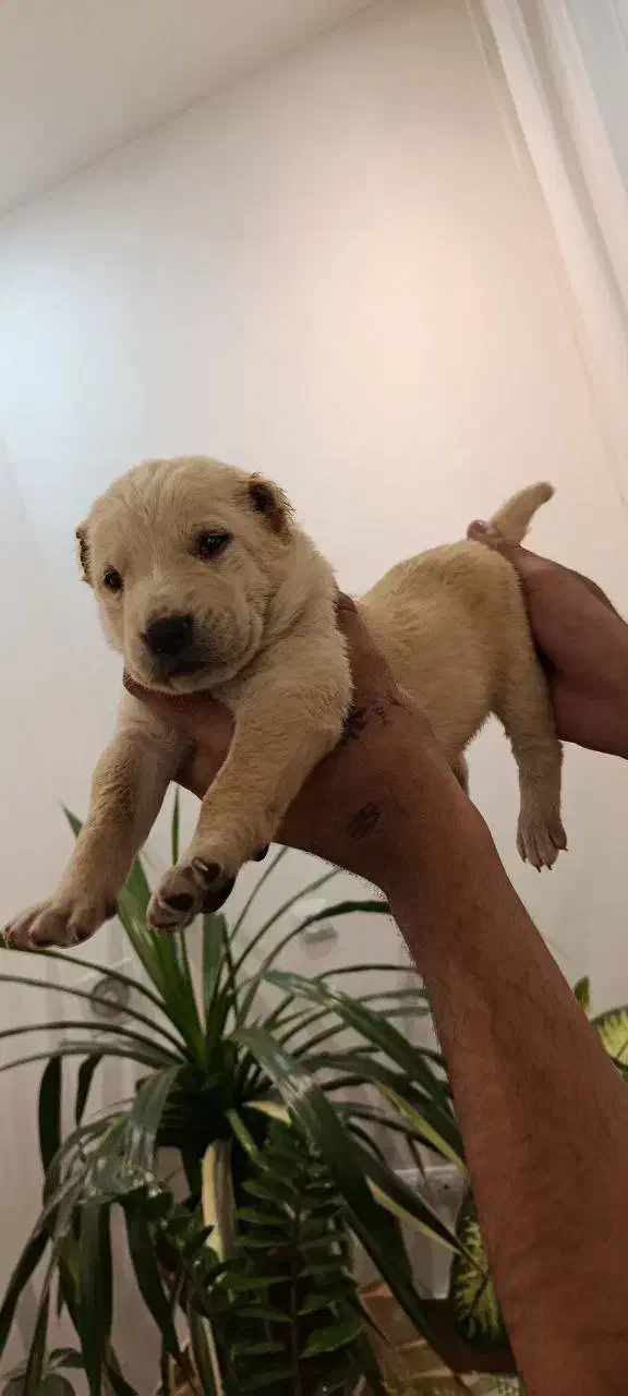 سگ نگهبان|سگ|چابهار, |دیوار