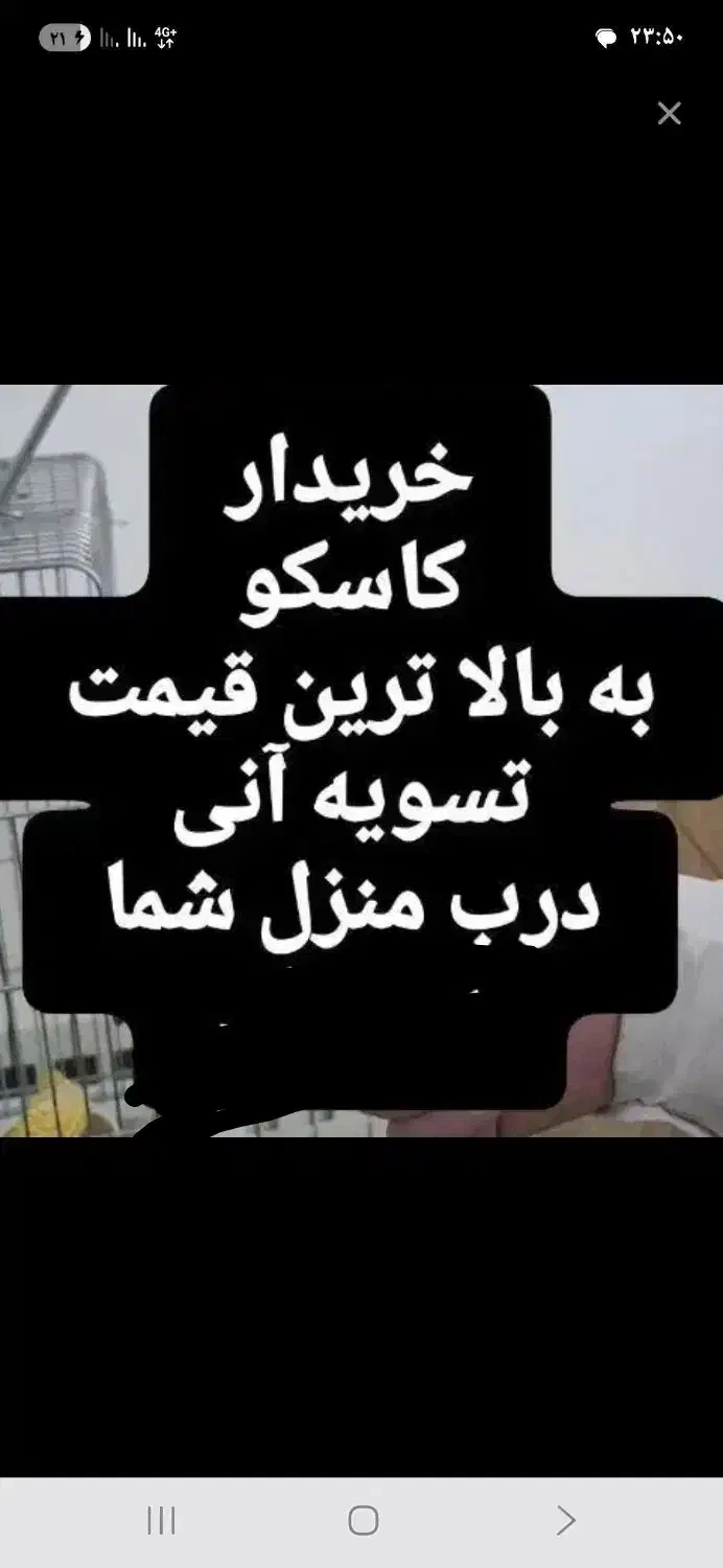 پرنده کاسگو کاسکو آوازه خوان سخنگو|پرنده|شاهرود, |دیوار