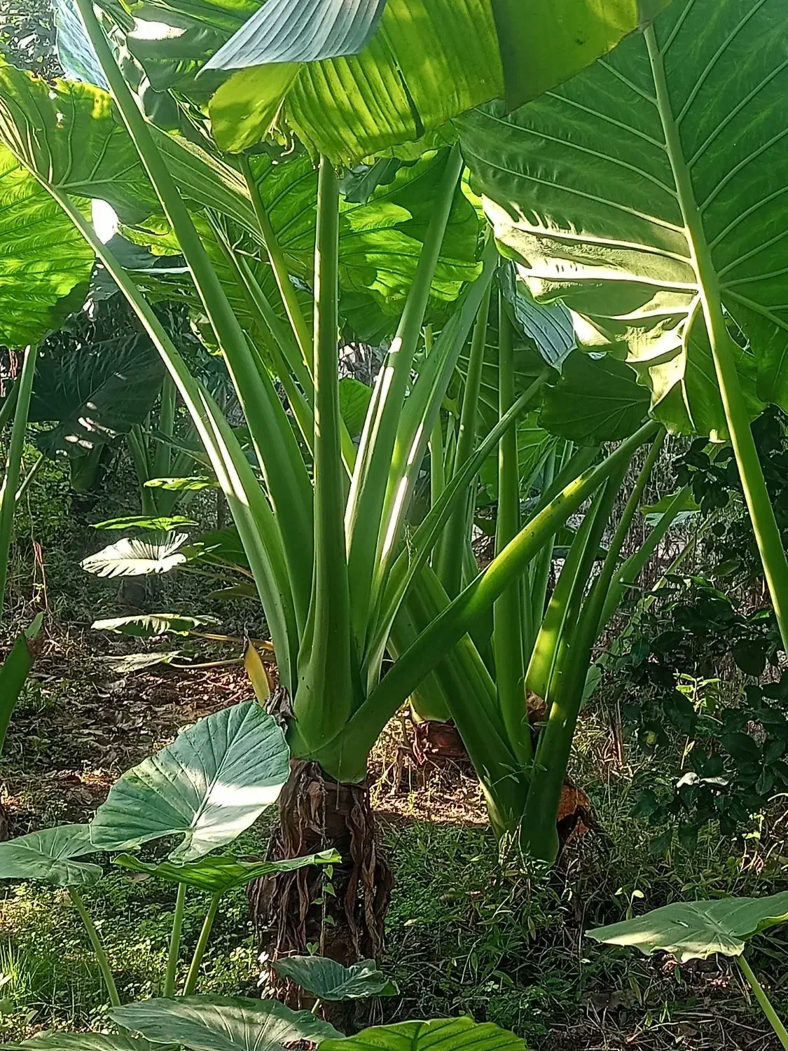 گل بابا ادم حراج بخاطر ساخت ساز|گل و گیاه طبیعی|سنگر, |دیوار