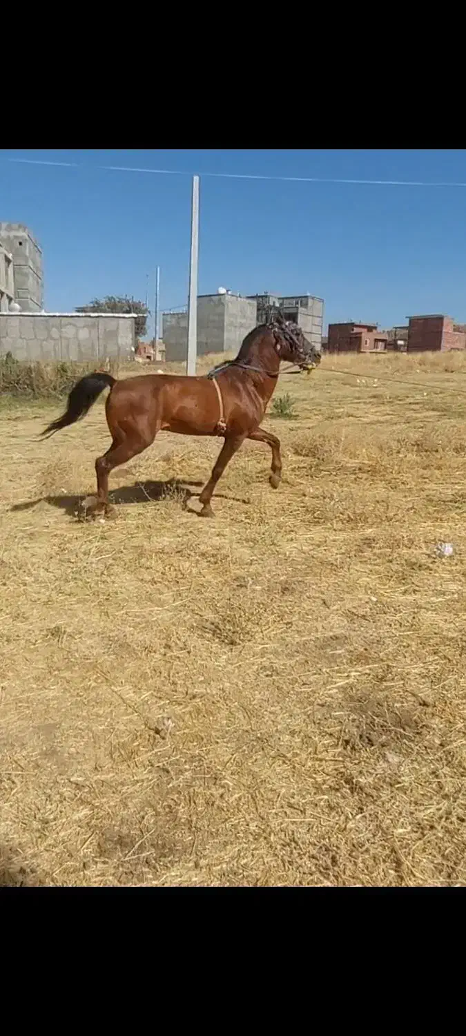 یورقه تندباری|اسب و تجهیزات اسب‌سواری|مریوان, |دیوار