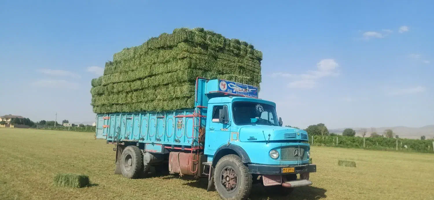 یونجه درجه یک چین دوم|خدمات باغبانی و درختکاری|شراء, |دیوار