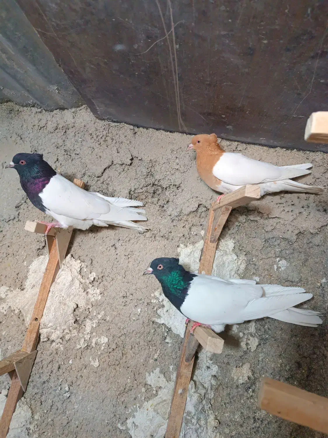 تعداد 18تا سینه کله|پرنده|شیراز, ریاستی|دیوار