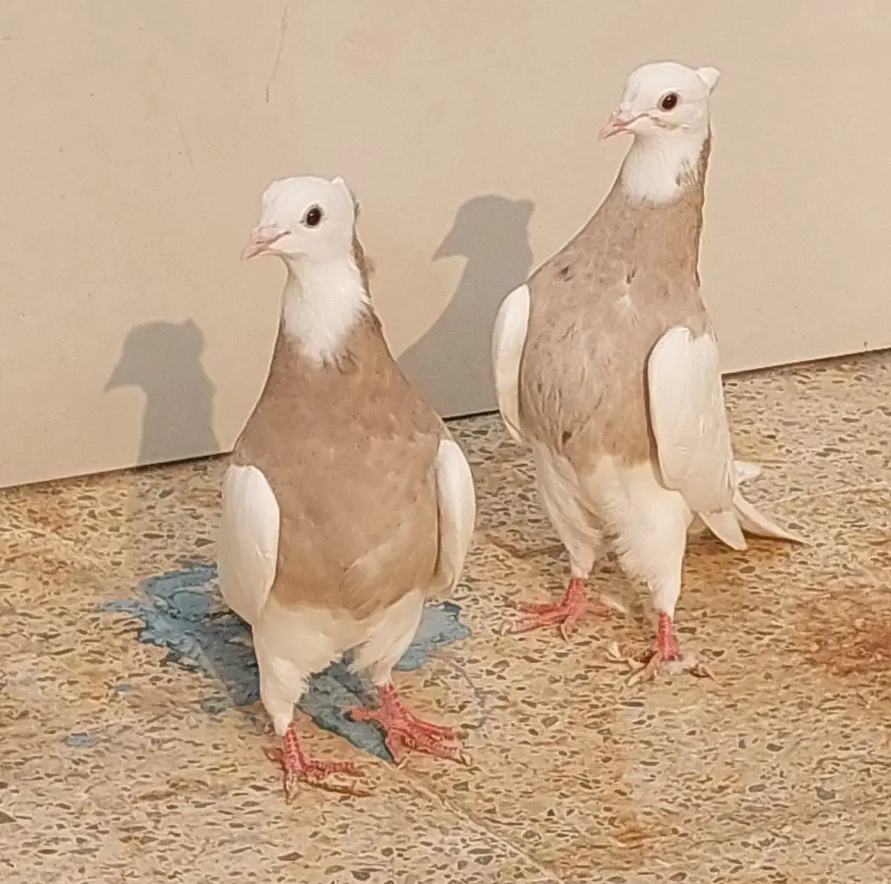 طوقی|پرنده|دهلران, |دیوار