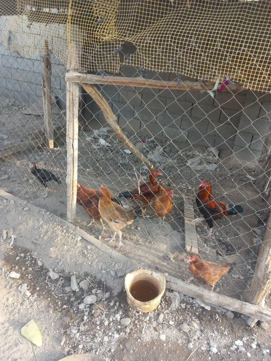 مرغ|حیوانات مزرعه|تخت, |دیوار