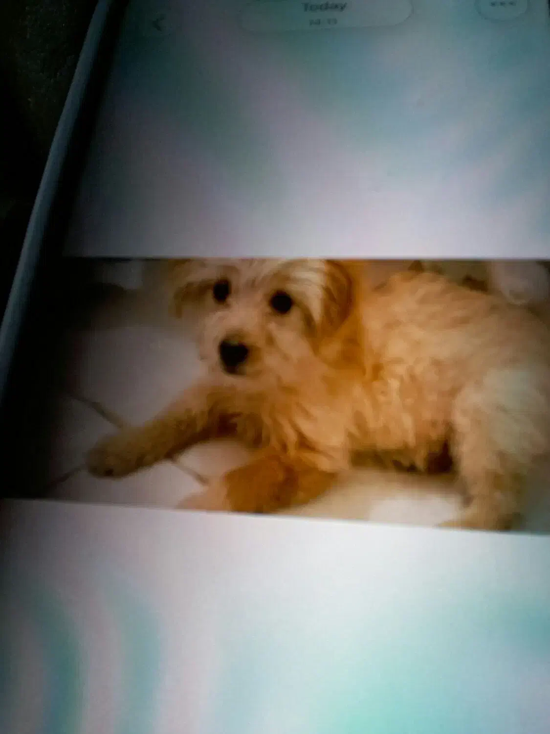 سگ عروسکی سایز ریز|سگ|کرمان, |دیوار