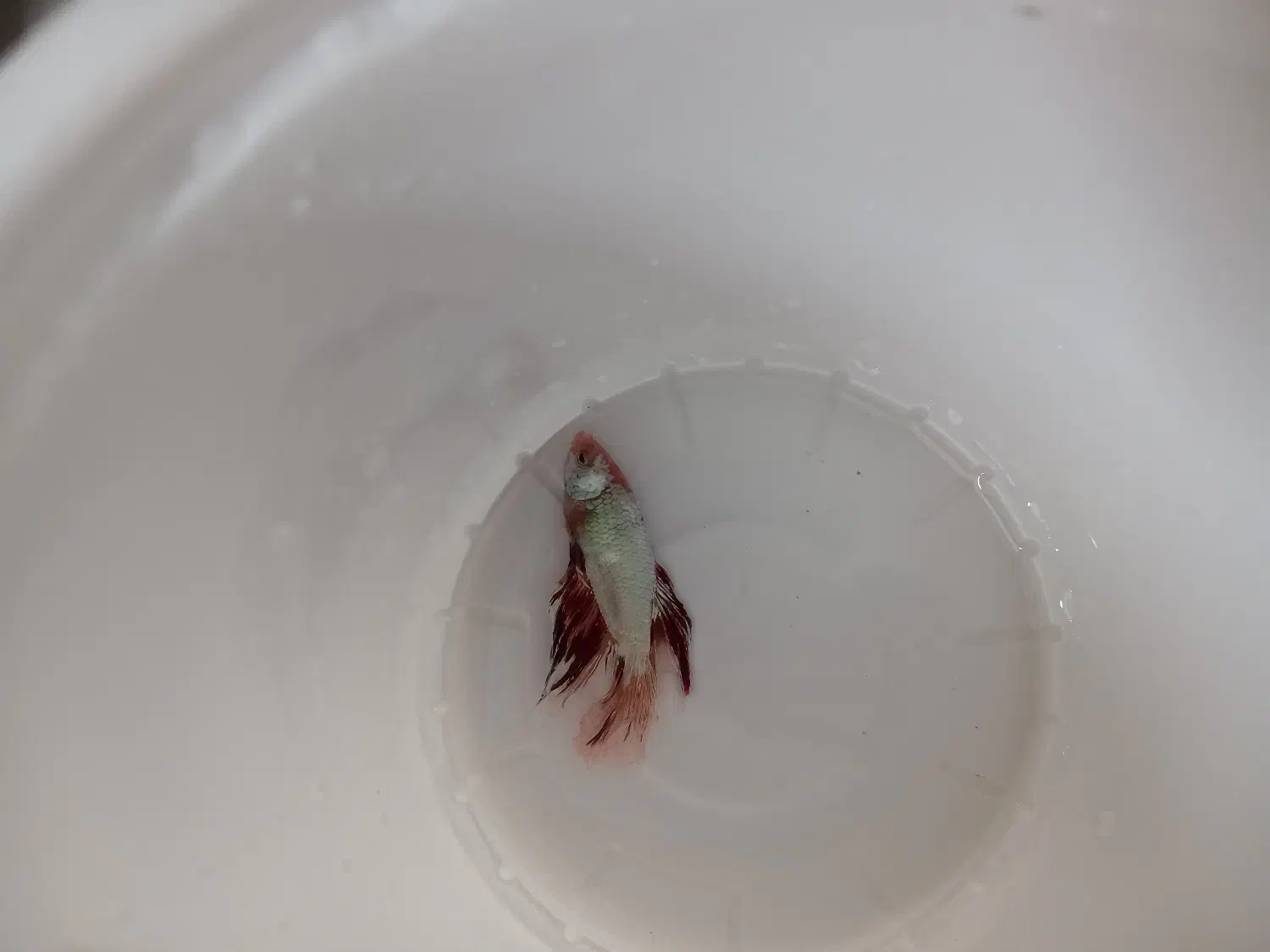 فایتر|ماهی|اسلام‌شهر, مطهری|دیوار