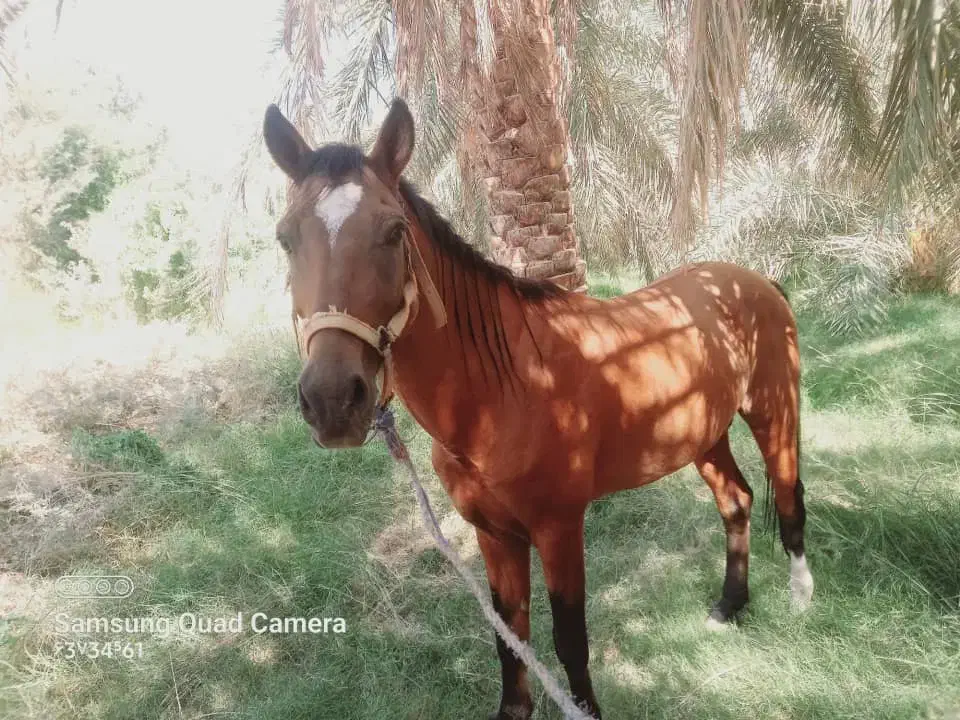 سلام به خدمت دوستان عزیز اسب نریون|اسب و تجهیزات اسب‌سواری|فهرج, |دیوار