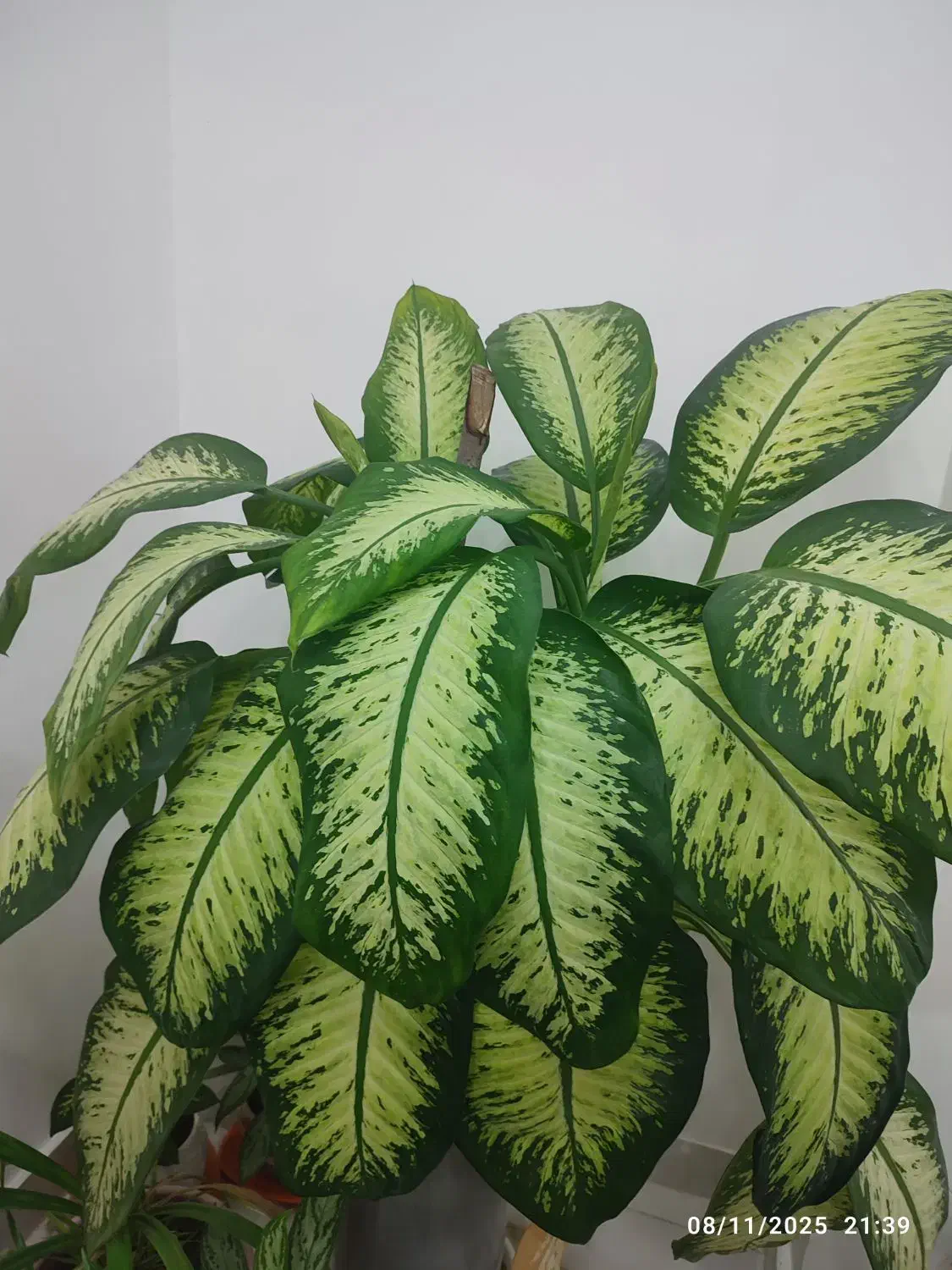 فروش 2 قلمه گل دیفن بدون ریشه|گل و گیاه طبیعی|سقز, |دیوار