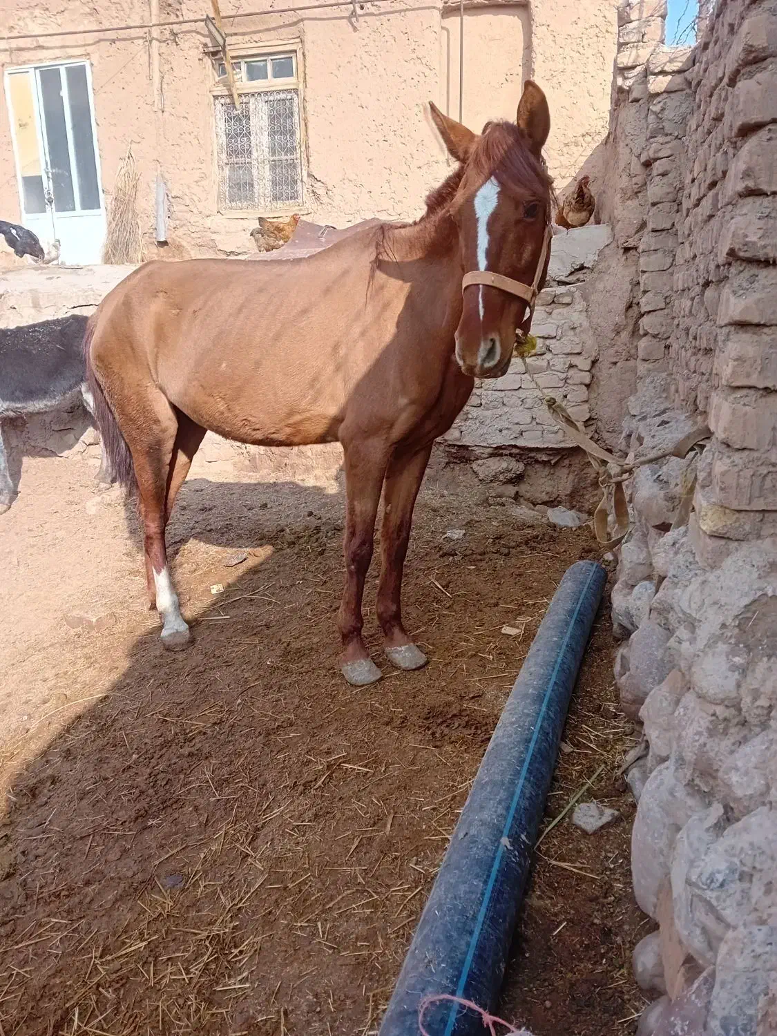 مادیون|اسب و تجهیزات اسبسواری|نیشابور, عطار|دیوار