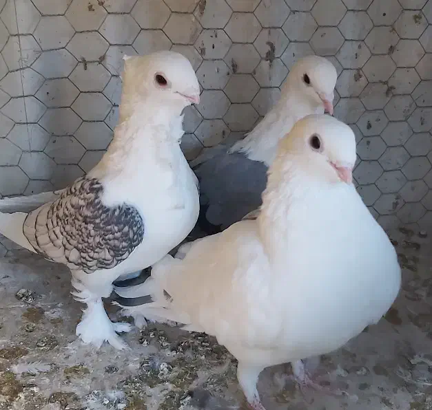 کبوتر ساتن و کبوتر تهرانی و دوکت|پرنده|شهرضا, |دیوار