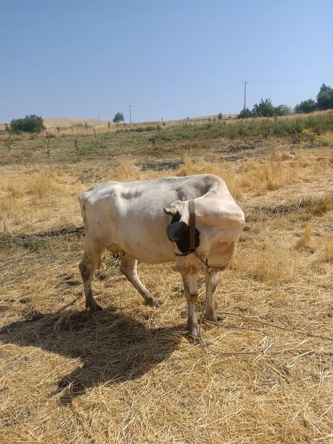 گاو|حیوانات مزرعه|روانسر, |دیوار