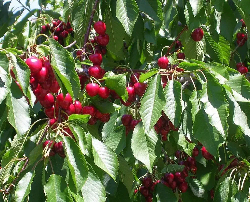 نهال گیلاس خوشه ای باکیفیت|خدمات باغبانی و درختکاری|تربت جام, فاز ۱ فرهنگیان|دیوار