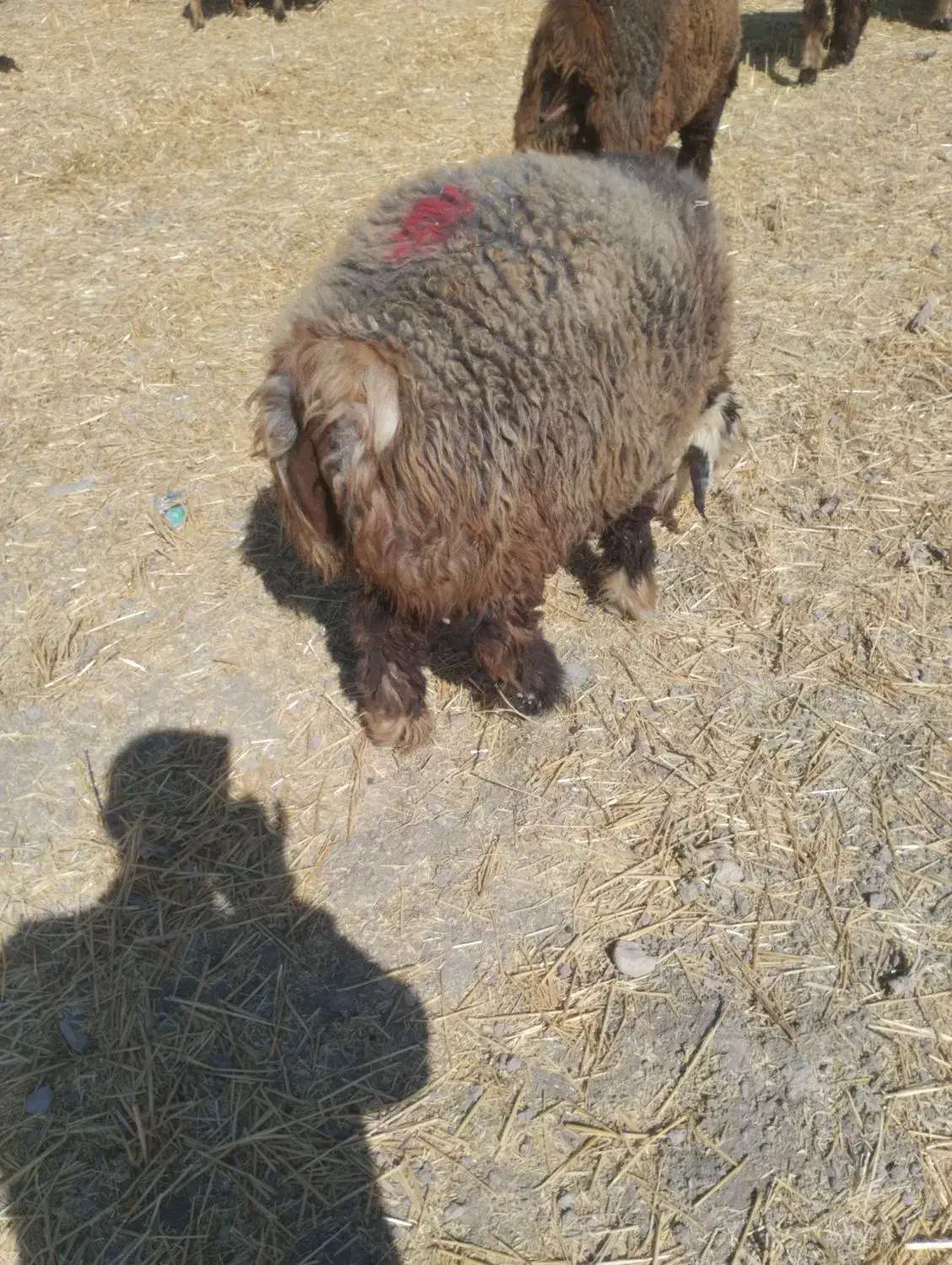 بره قوچ بختیاری آینده دار|حیوانات مزرعه|شیراز, بید زرد|دیوار