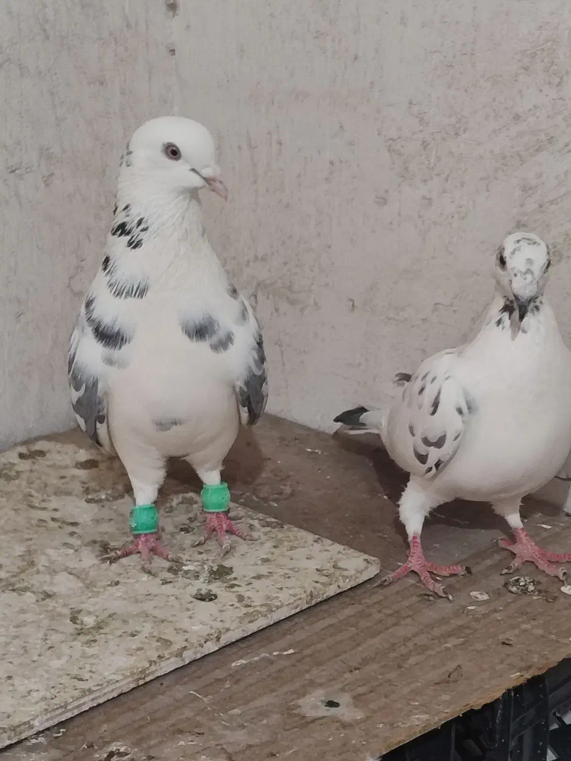 کبوتر فروشی|پرنده|گنبد کاووس, |دیوار