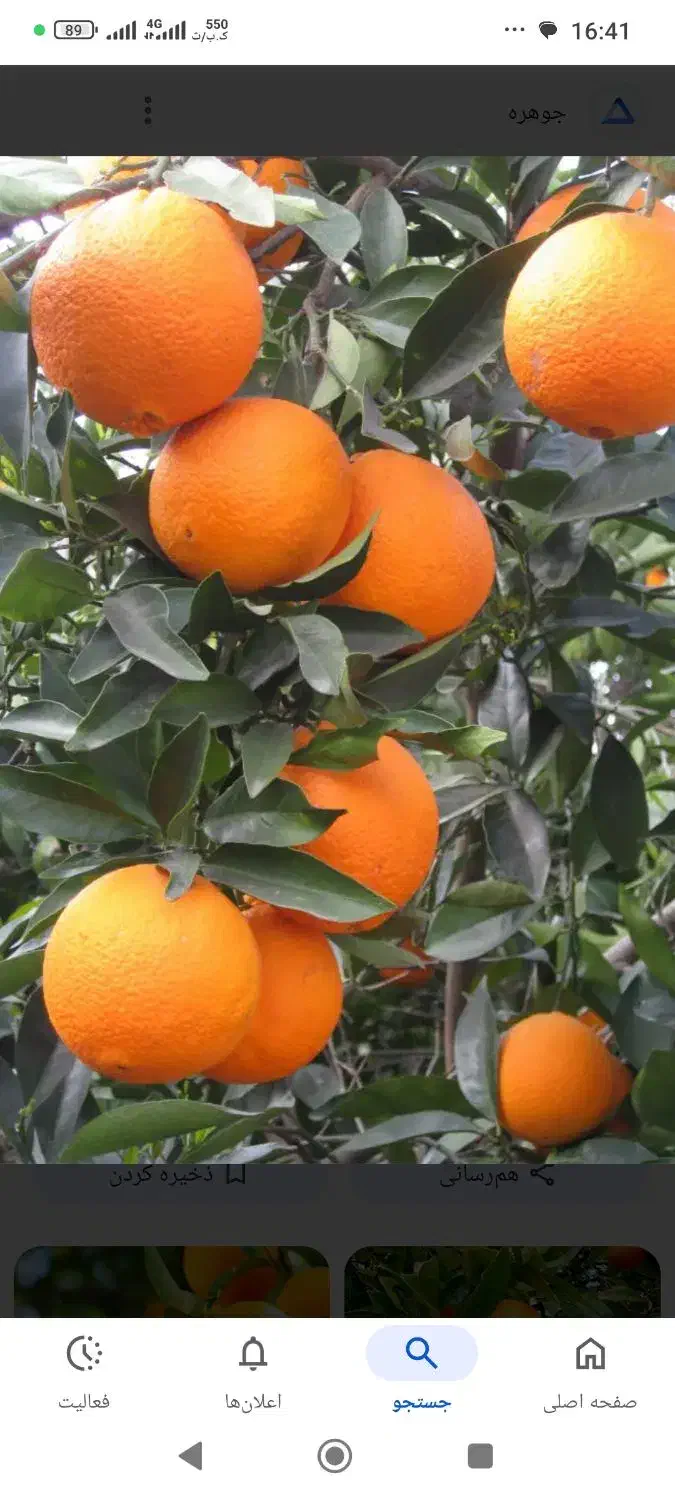 فروش پرتقال تامسون|خوردنی و آشامیدنی|هادی شهر, |دیوار