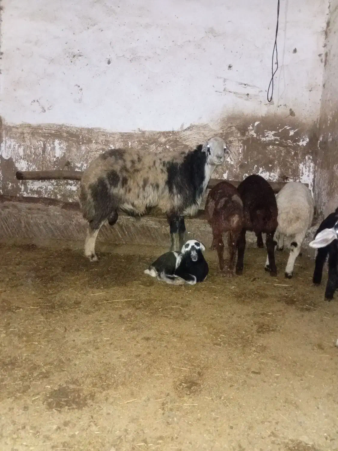 قوچ درجه یک|حیوانات مزرعه|حسین آباد, |دیوار