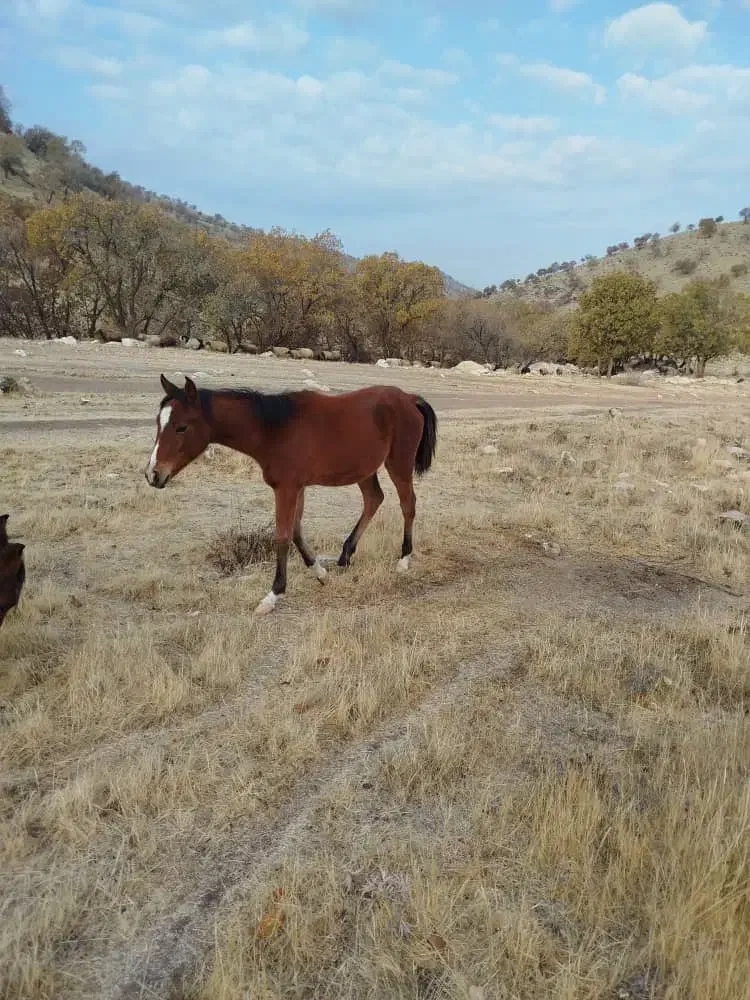 مادیان با کره مادیان|اسب و تجهیزات اسبسواری|درب گنبد, |دیوار