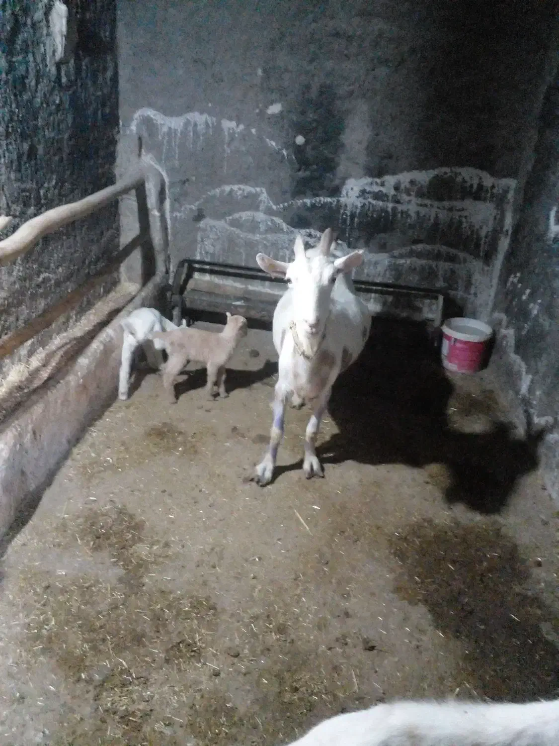 میش وبز وبزغاله|حیوانات مزرعه|تربتحیدریه, بالا ولایت|دیوار