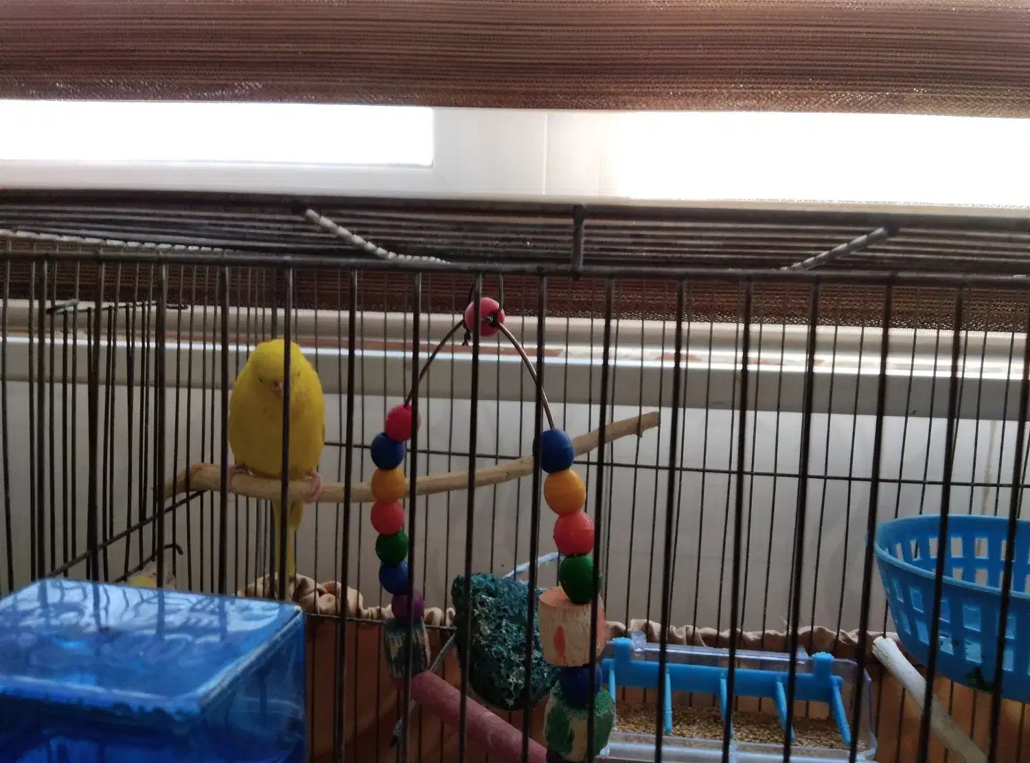 مرغ عشق تک|پرنده|کهریزک, |دیوار