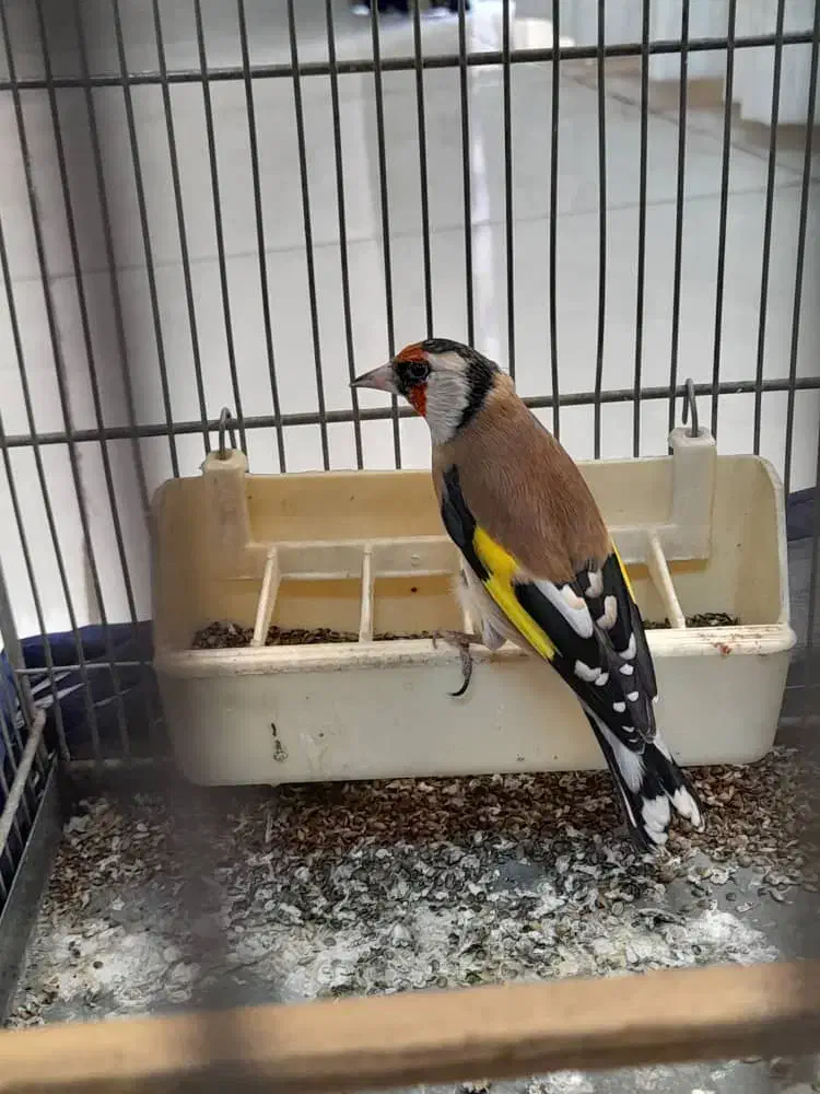 سهره نر|پرنده|ری, دیلمان|دیوار