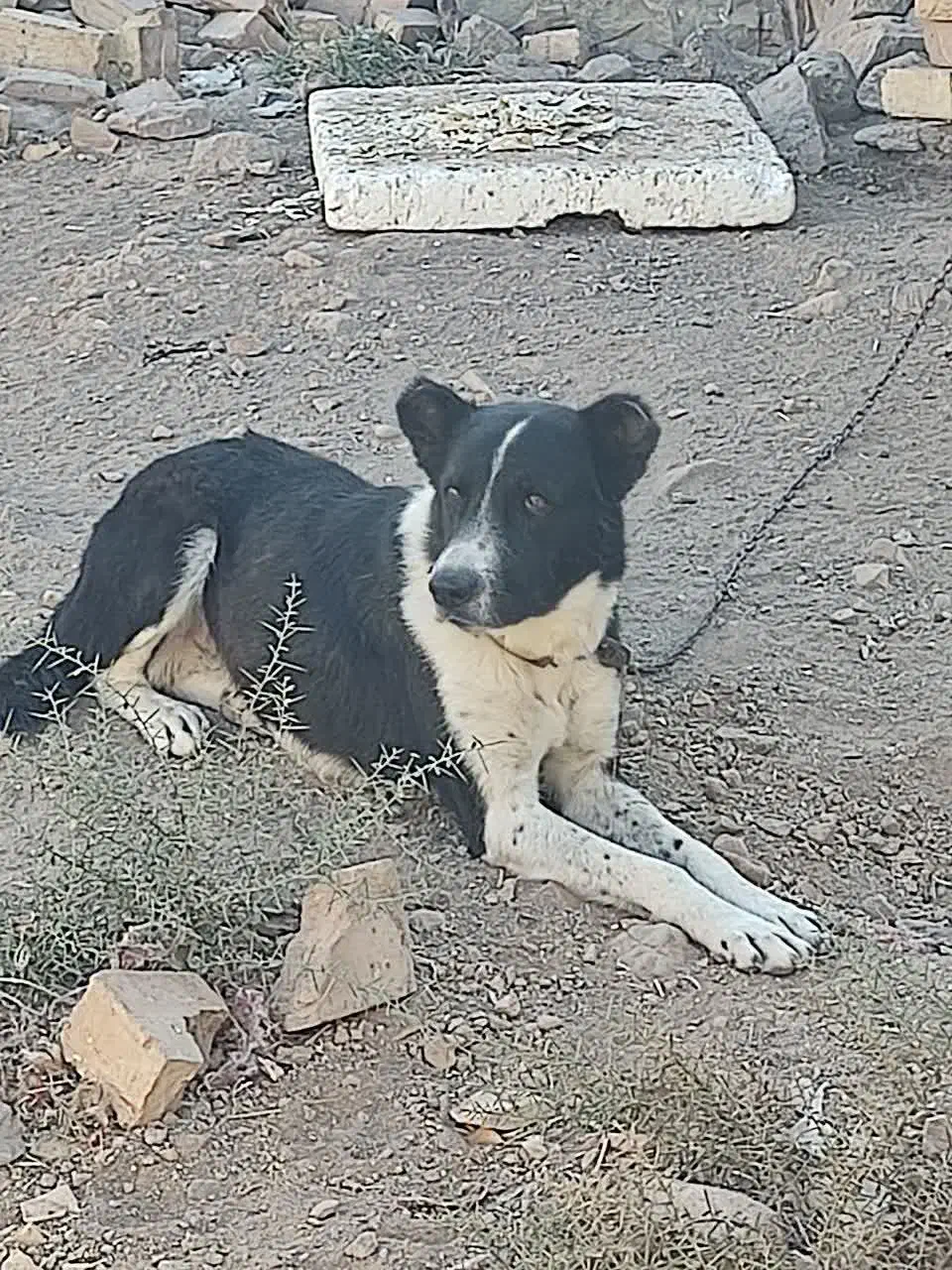 سگ قدرجونی|سگ|سلفچگان, |دیوار