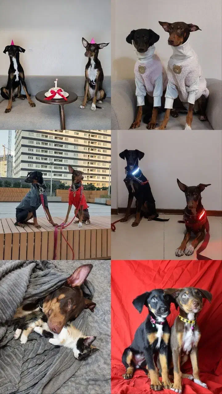 واگذاری سگ کاملا تربیت شده|سگ|تهران, سعادت‌آباد|دیوار