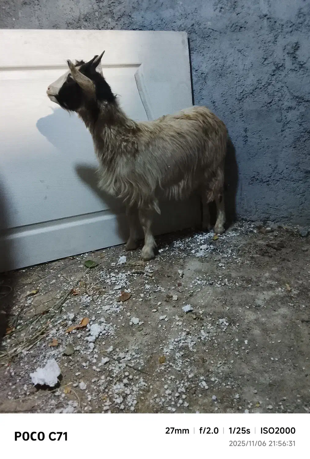 بز . بزغاله آبستن دو قلو جنس دار استثنایی|حیوانات مزرعه|تهران, افسریه شمالی|دیوار