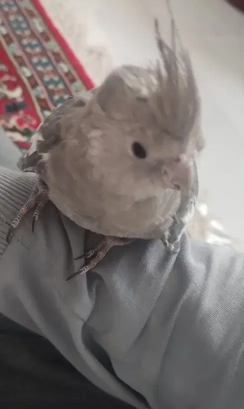 عروس هلندی|پرنده|زنجان, |دیوار