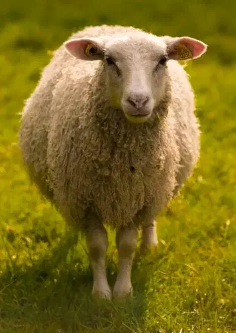 میش|حیوانات مزرعه|دهدشت, |دیوار