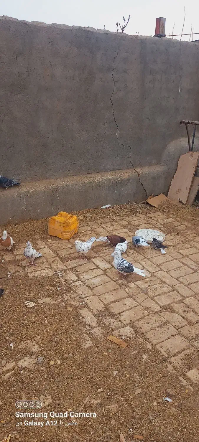 کبوتر|پرنده|جعفرآباد, |دیوار