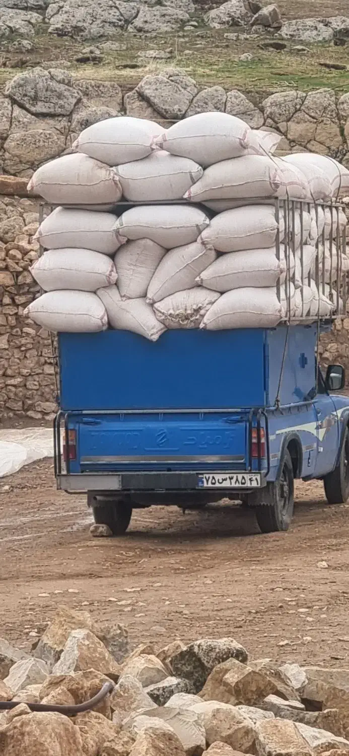 کاه گندم|لوازم جانبی حیوانات|کوهدشت, |دیوار