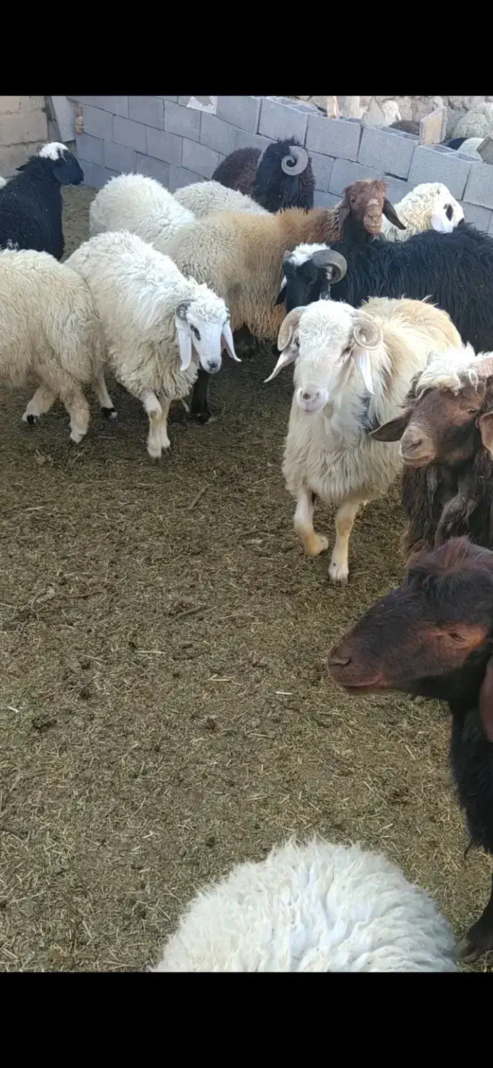 بره نر پرواری درجه یک چاق|حیوانات مزرعه|شیراز, احمدی جنوبی|دیوار