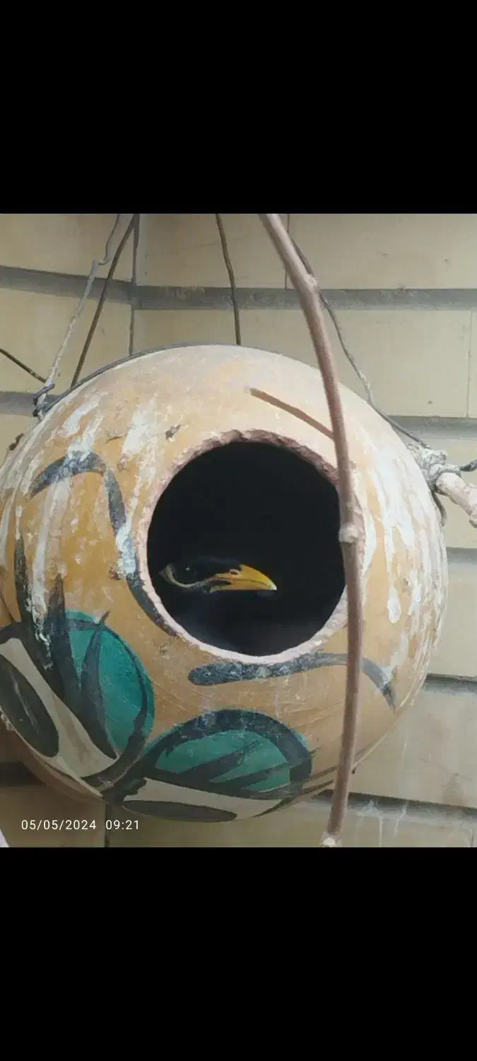 مرغ مینا نر و ماده بالغ و به شرط|پرنده|اصفهان, شاهزید|دیوار