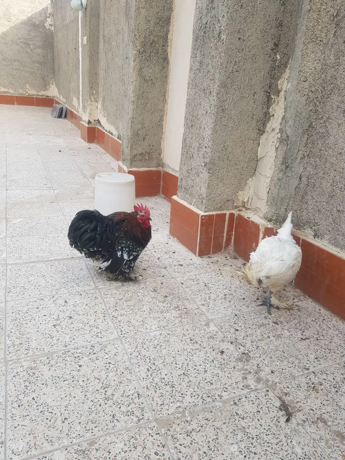 ابریشمی و خروس کوشین|حیوانات مزرعه|مشهد, امیر المومنین|دیوار