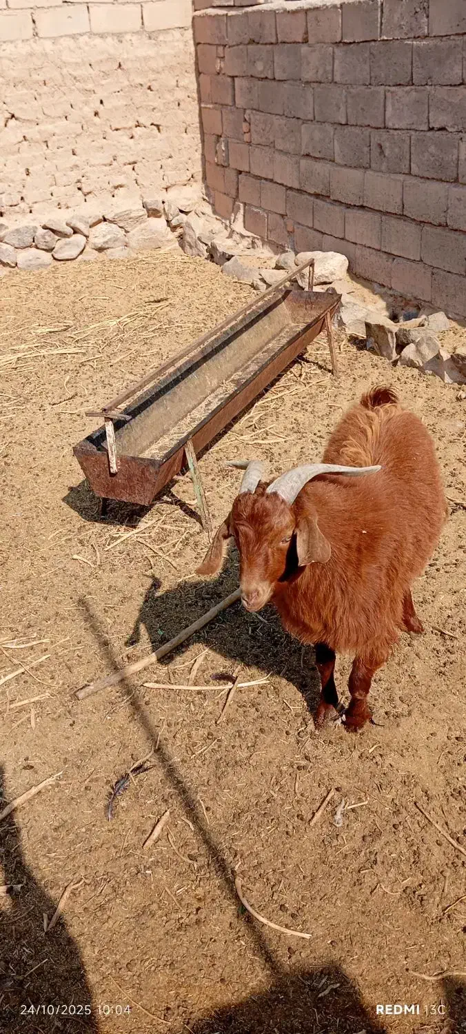 بزغاله دورگه|حیوانات مزرعه|گزیک, |دیوار