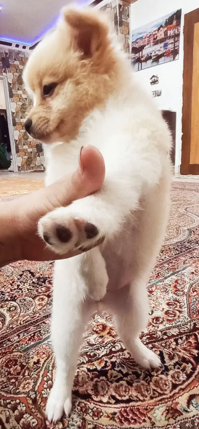 توله پامرانین خرسی|سگ|شاهین‌شهر, دهخدا|دیوار