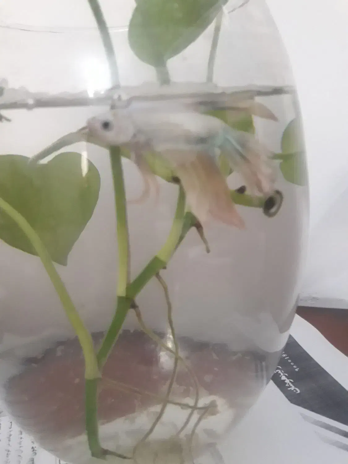 ماهی|ماهی|تهران, مقدم|دیوار