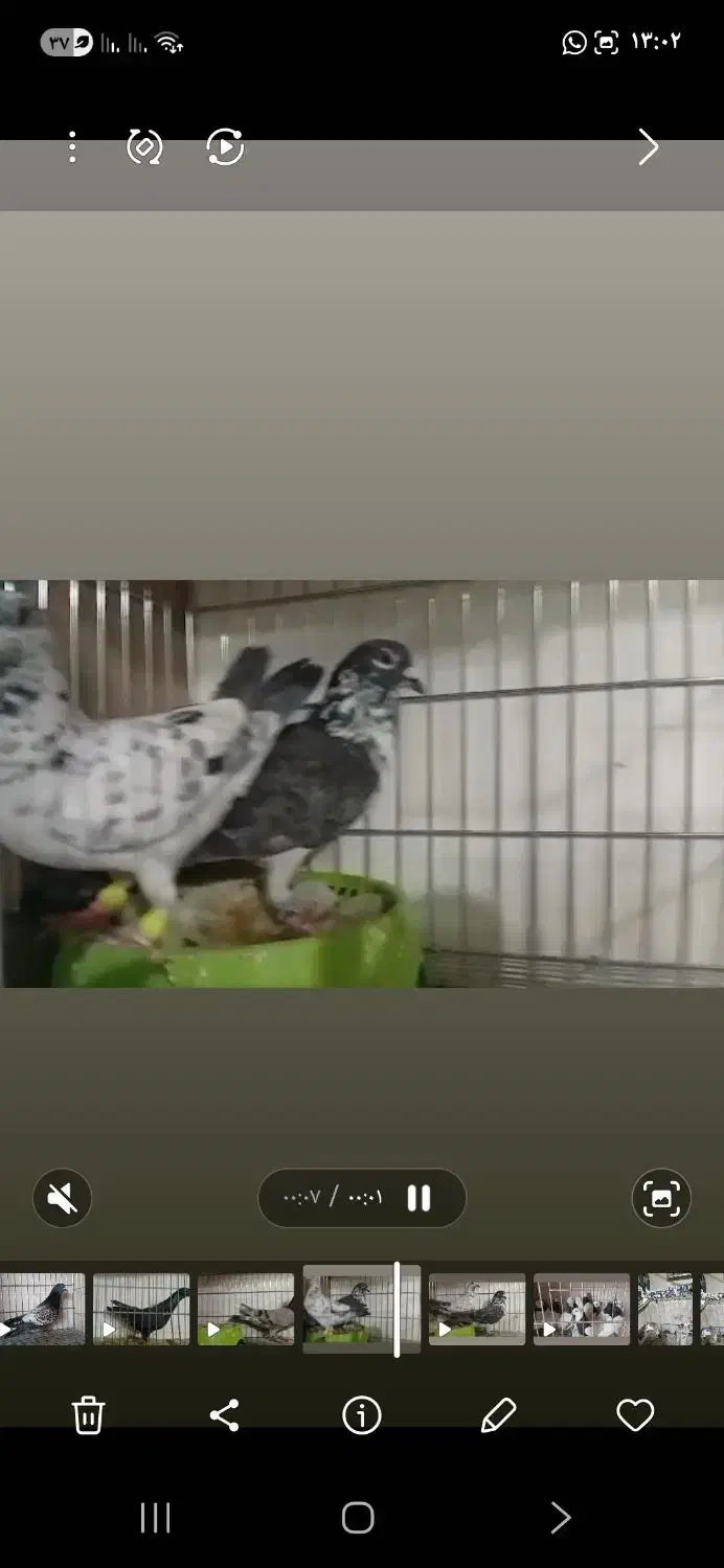 ۱۲۰تا کبوترشهرستانی اول بخون بعد تماس بگیر|پرنده|تهران, سبلان (لشگر)|دیوار