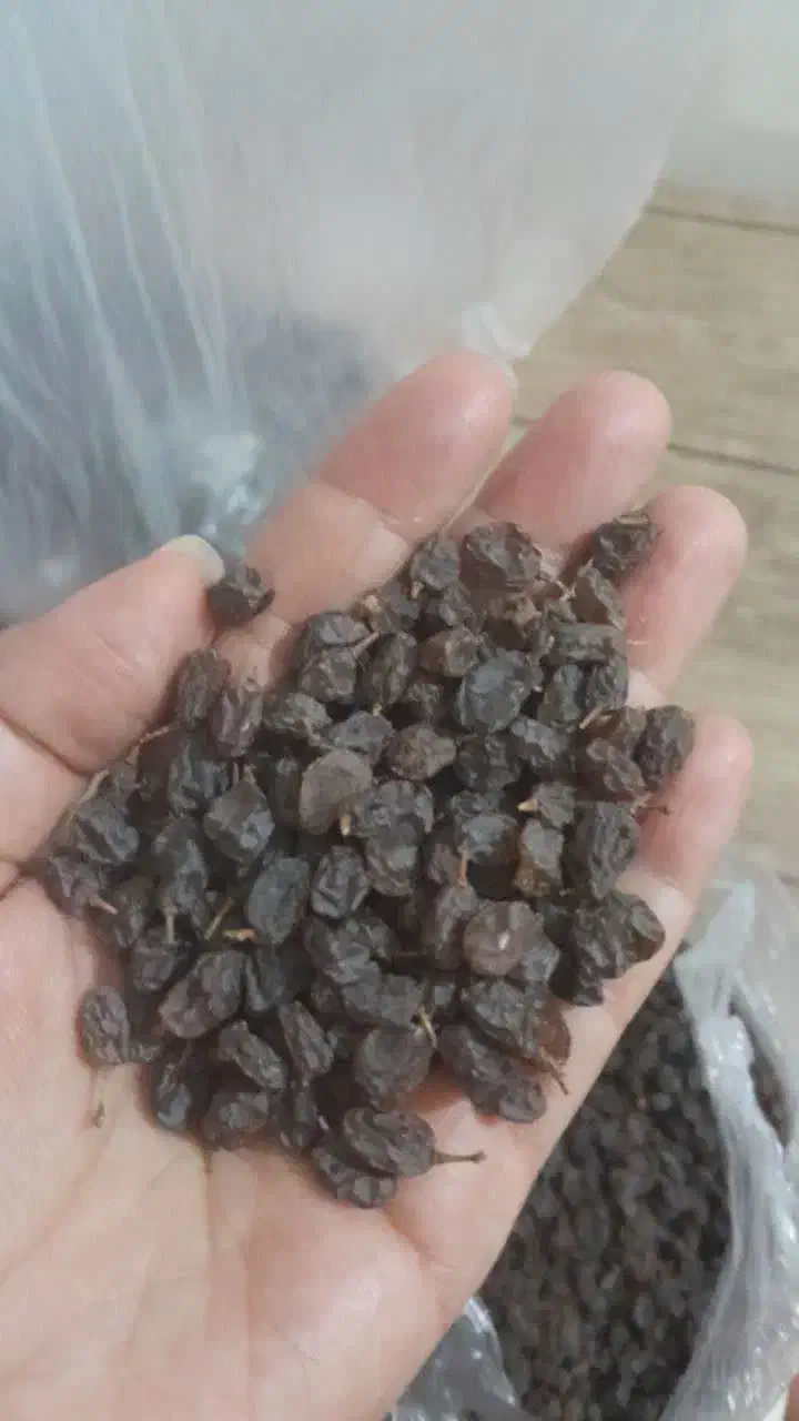 کشمش پلویی|خوردنی و آشامیدنی|قلقل رود, |دیوار