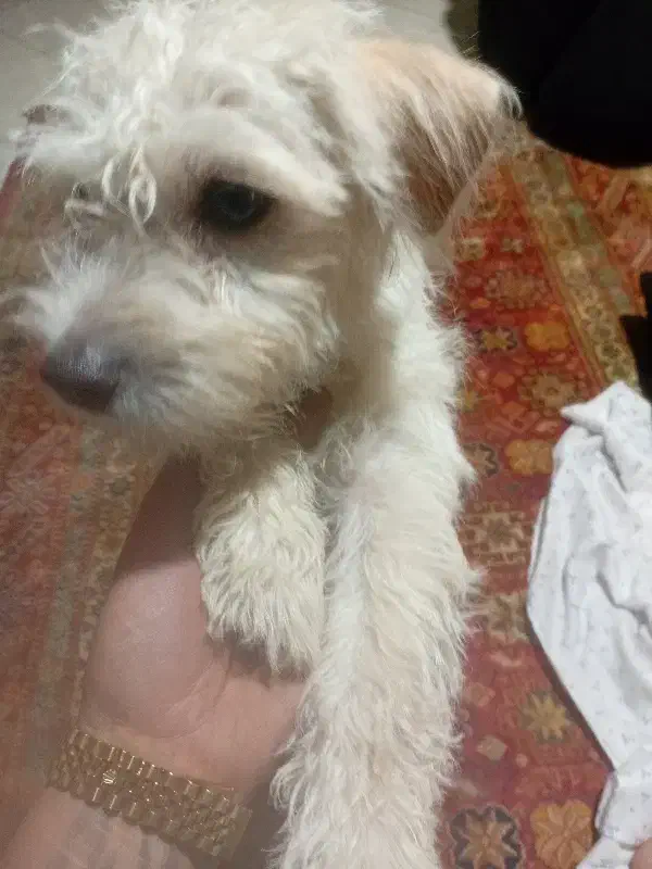 واگذاری سگ|سگ|پرند, فاز ۶|دیوار