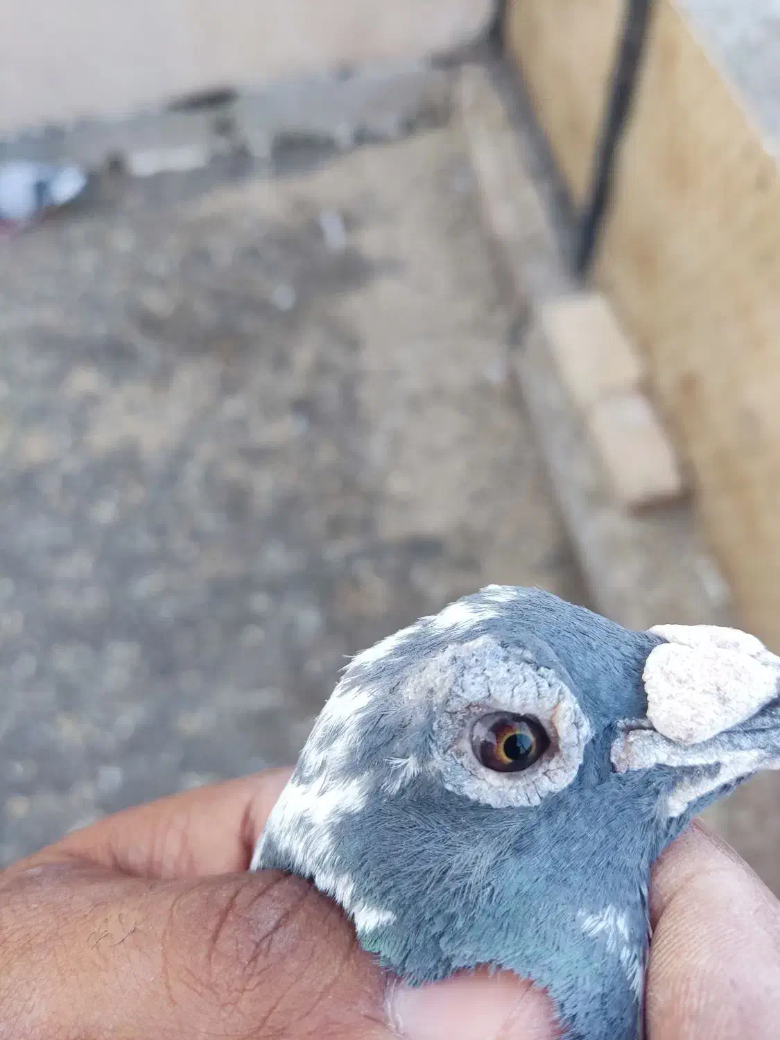 کفتر|پرنده|خوسف, |دیوار