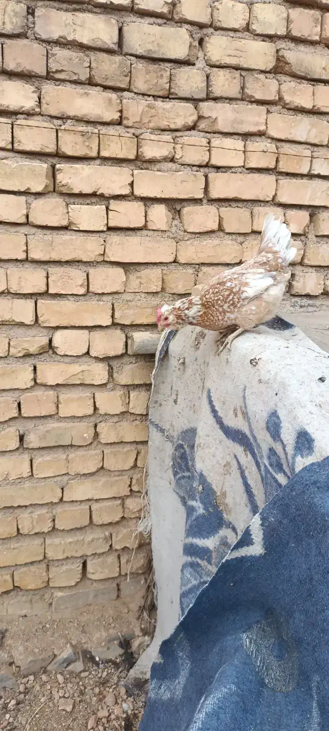 تخم مرغ گلین|حیوانات مزرعه|سمیرم, |دیوار