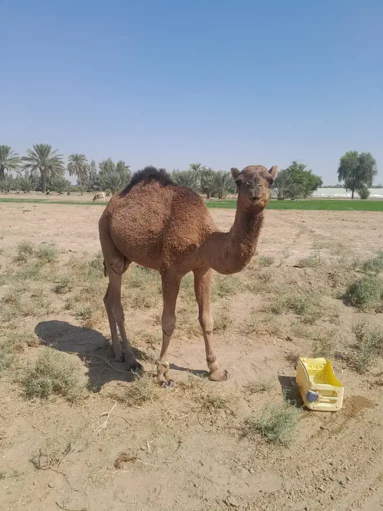 فروش یه نفر شتر نر|حیوانات مزرعه|قلعه گنج, |دیوار