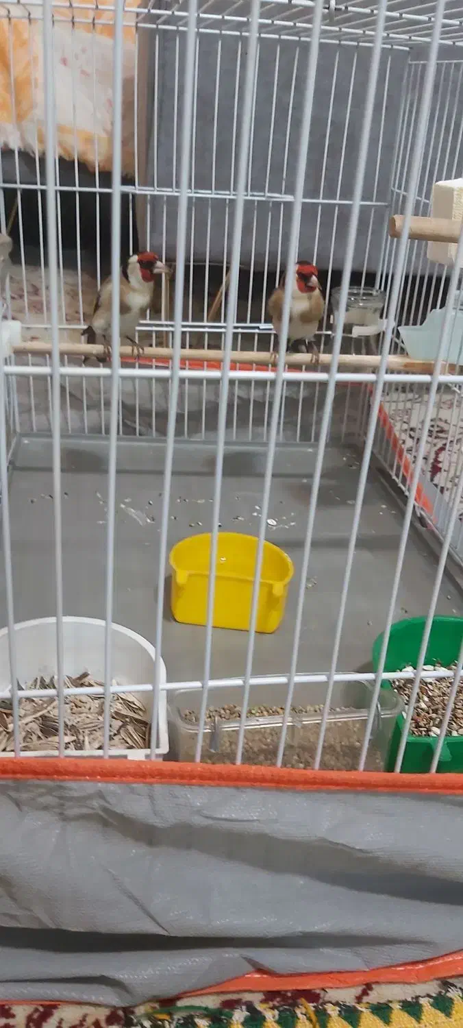 سهره اسطوره دهن لر|پرنده|کرمان, |دیوار