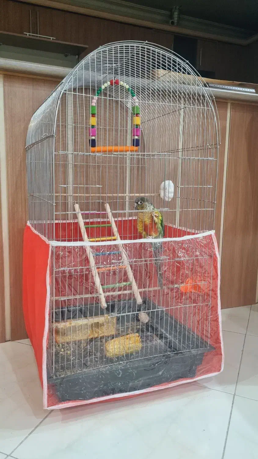 طوطی گرینچیک ۶ ماهه|پرنده|مشهد, ایثار|دیوار