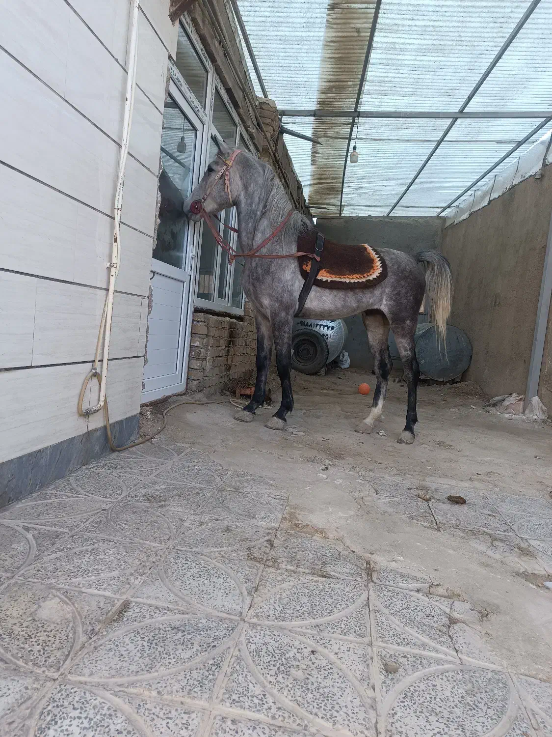 اسب ترکی|اسب و تجهیزات اسب‌سواری|همدان, |دیوار