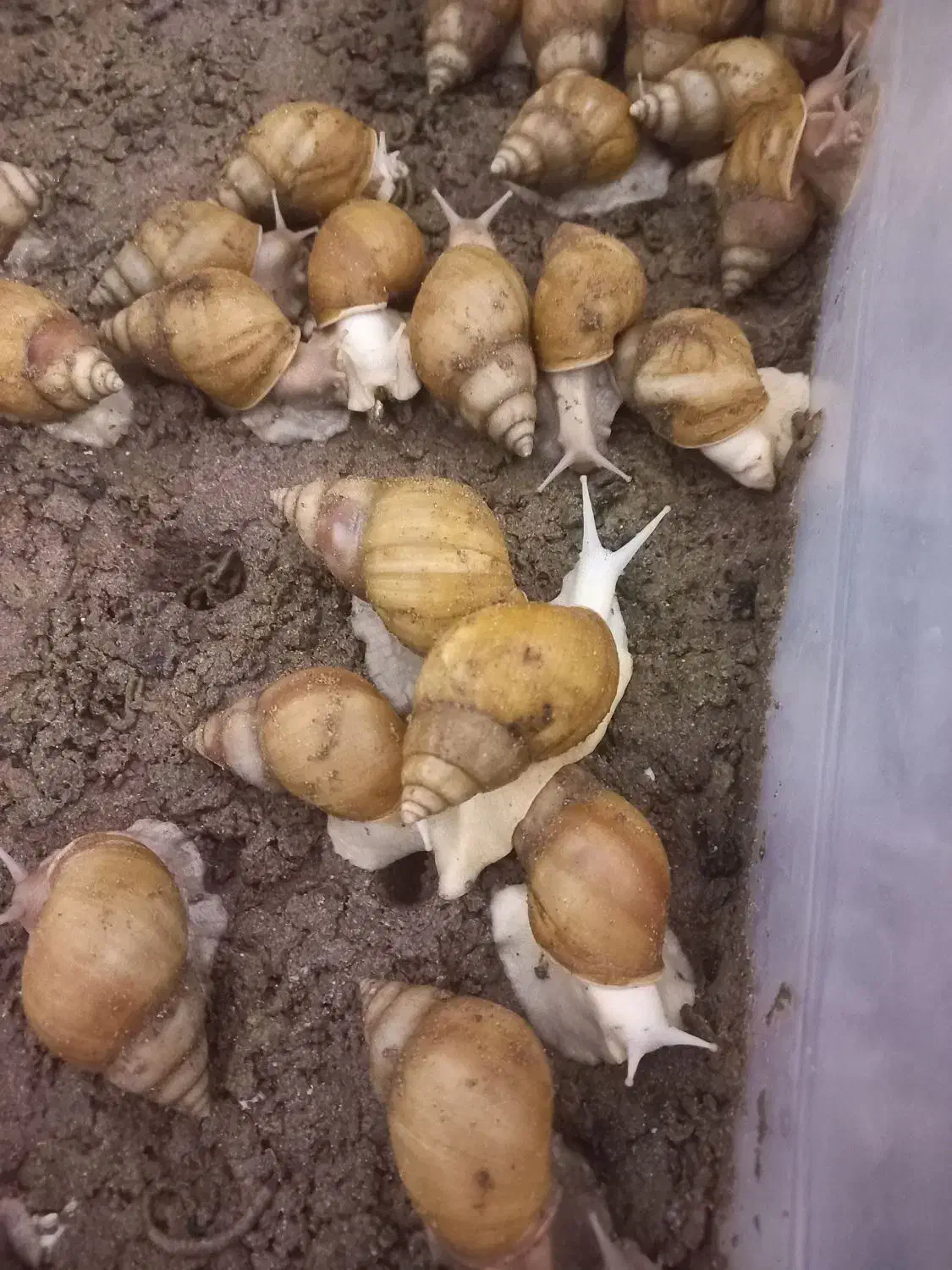 البینو|خزنده|کرمان, |دیوار